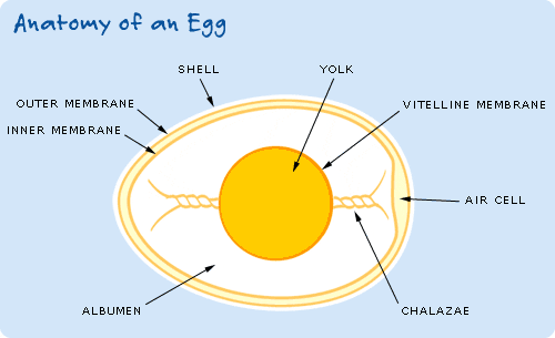 Egg Anatomy