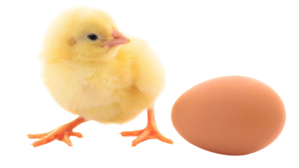 eggs