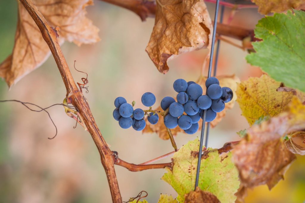 Ice Wine Grapes